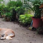 Asha - the 3 legged one
