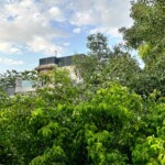 Immerse yourself in the natural beauty of our rooftop garden with lush green foliage and a mesmerizing skyline view. Your perfect stay awaits! Green Foliage and Skyline View from the Roof Garden at the Best Homestay in Delhi - A tranquil retreat amidst lush greenery and stunning cityscape.