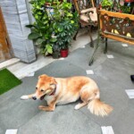 Asha, the three-legged beauty, finds her royal abode at the best homestay in Delhi. Regal Asha, the three-legged lioness, enjoying her stay at the best homestay in Delhi.